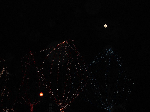 wildlights at zoo 012.jpg
